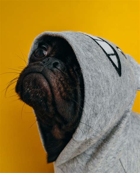 500 Doggy Style Pictures Download Free Images On Unsplash