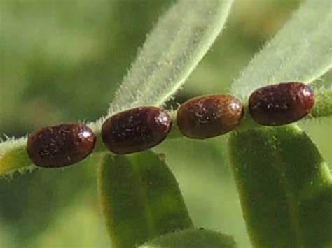 Pest control north west is a small family run business. june bug eggs Gallery