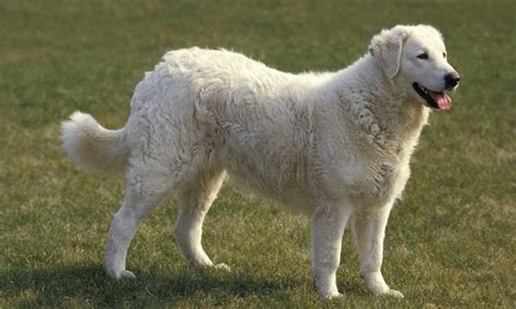 Kuvasz Breed Characteristics Care And Photos Bechewy