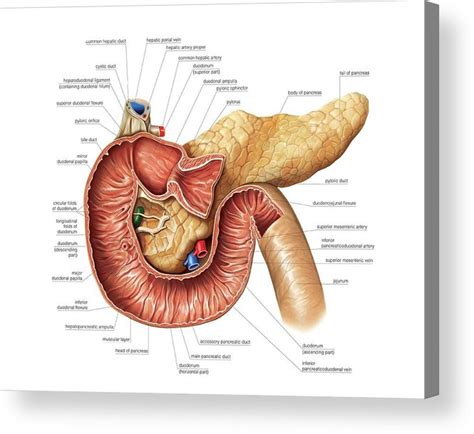 Small Intestine Acrylic Print By Asklepios Medical Atlas