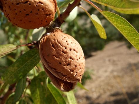 Eating Almonds Off The Tree Hunker With Images Growing Fruit