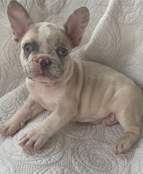 77 Lilac Merle French Bulldog Picture Bleumoonproductions