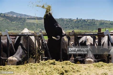 Concentrated Animal Feeding Operation Photos And Premium High Res