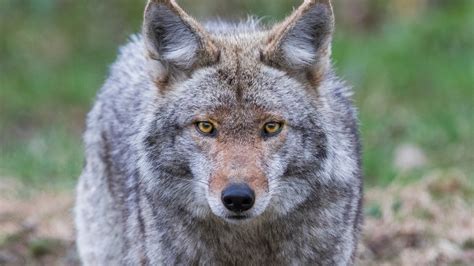 Coyotes Are Here To Stay In North American Cities Heres How To