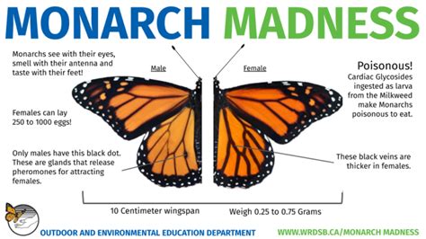 Monarch Identification Outdoor And Environmental Education
