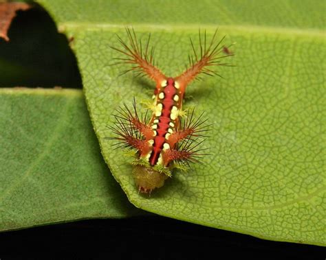 Early Instar Stinging Nettle Slug Caterpillar Cup Moth Limacodidae