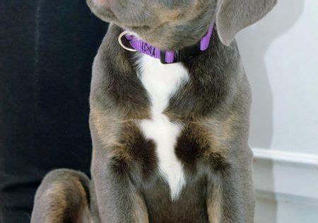 There is not much known about the origins of the plott hound pit bull mix breed, but this section traces back the roots of the plott and pit bull parents of this breed. Luna the Plott Hound and American Pit Bull Terrier Mix ...