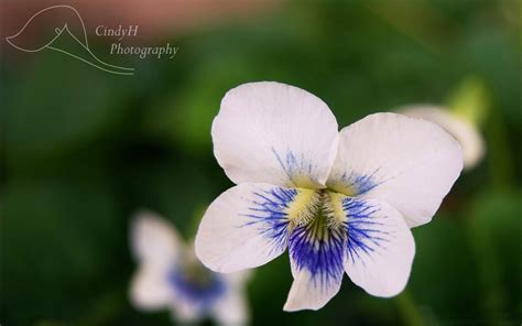 White Violets Flowers Photography Wallpaper Preview