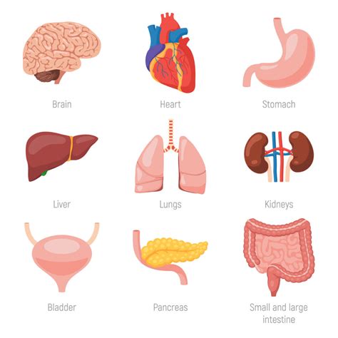 Organ dalam tubuh manusia bekerja sama secara erat membentuk sistem organ, seperti halnya sistem peredaran darah atau sistem pencernaan. Organ Dalaman Manusia: Apakah Fungsinya? - Hello Doktor