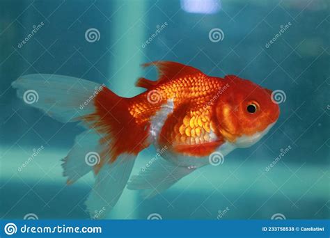 Red And White Goldfish Carassius Auratus In An Aquarium Stock Photo