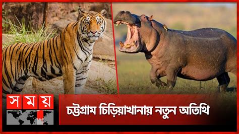 বাঘের বিনিময়ে জলহস্তী Rangpur Zoo Tiger Chattogram Zoo