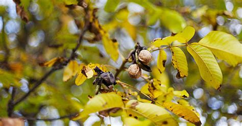 How Do Hazelnut Trees Grow Planting Filberts And Care Tips