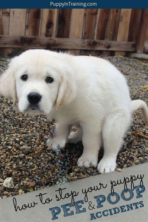 How to Stop Your Puppy from Peeing and Pooping in the ...