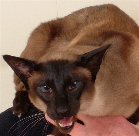 Jasper An 8 Year Old Siamese Cat Who Is Suffering With A Dental