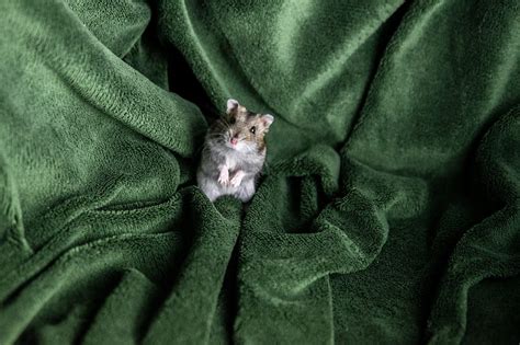 Hamster Rodent Blanket Pet Hd Wallpaper 800x533 161750