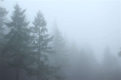 3840x2560 Foggy Forest Trees 4k Wallpaper Coolwallpapersme