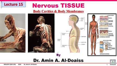 Human Biology Lecture 15 Histology Nervous Tissue Body Cavities And