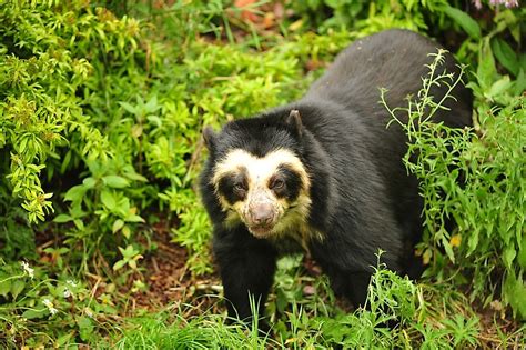 All About The Spectacled Bear South Americas Only Bear Species