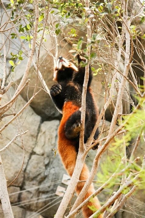 Red Panda Climbing On Tree Stock Photo Image Of Close 62071982