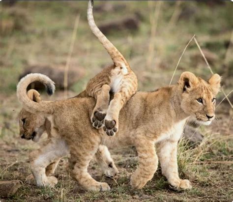 Two Cute Juvenile Lion Cubs Playing Animals Wild Animals Wildlife