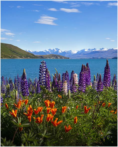 Lupins Bloom On The Shore Of Lake Tekapo New Zealand Oc 2160x2700