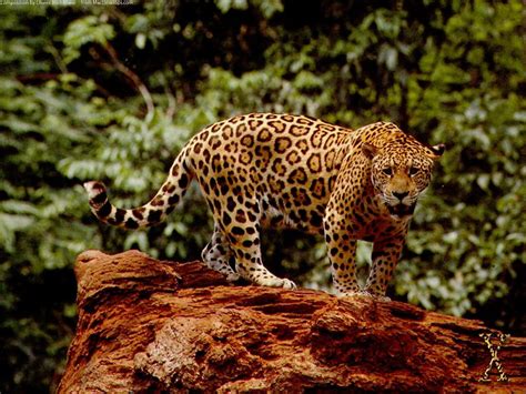 Jaguar The Big Cat Terrible Pictures For Wallpapers In Hd Best