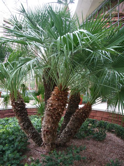 Xl European Fan Palm Tree Chamaerops Humilis Urban Palms