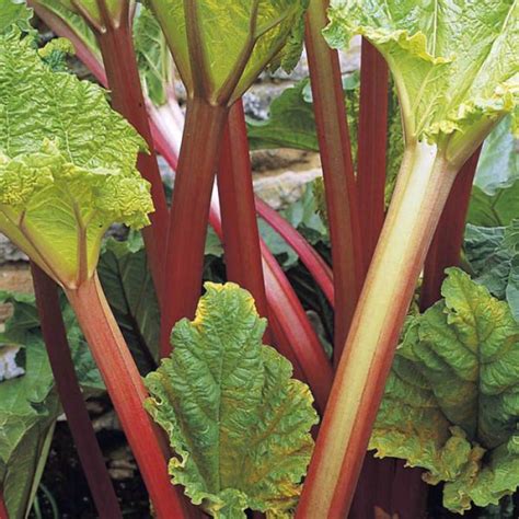 Rhubarb Victoria Heirloom Rhubarb Australian Seed