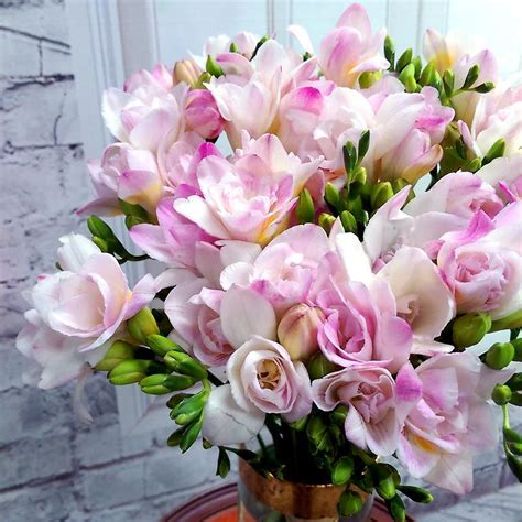 Fedex europe first, fedex international next flight, fedex. 20 Pink Freesia Fresh Flowers | 20 Stems of Pink Freesia ...
