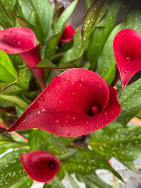 Buy Calla Lily Bulbs Zantedeschia Majestic Red From The Award