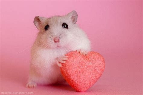An Overview Of Hamster Anatomy Breeds And Traits Hamster Care Guide