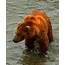Bear Salmon Fishing Stock Photo  Download Image Now IStock