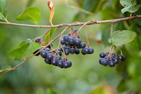 Lenzuola rosse e nere : Aronia | Arbusto cespuglioso, belle bacche rosse o nere ...