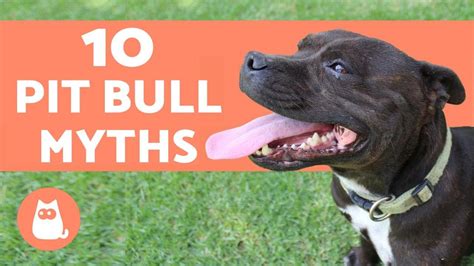 10 Myths About Pit Bulls And The Facts To Disprove Them Youtube