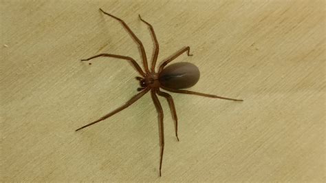 brown-recluse-spider-close-view - Bedbuginator