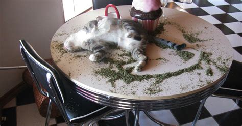 10 Times Cats Found Catnip And Catexe Stopped