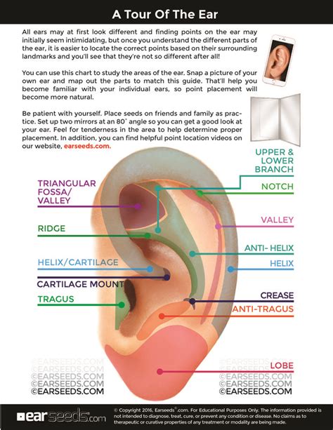 Ear Seeds Ear Reflexology Ear Acupressure Points