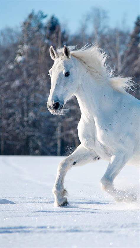 Wallpaper Horse Cute Animals Snow Winter 5k Animals
