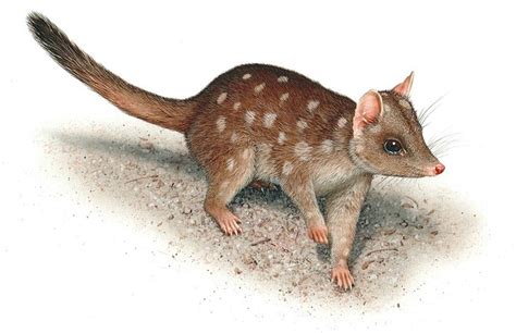 A Guide To All Six Species Of Quoll Quoll Animals Mammals