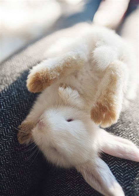 17 Best Images About Cute Bunnies On Pinterest Buns A
