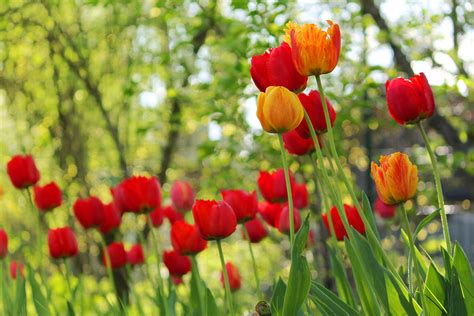 tulips, Flowers, Spring, Garden Wallpapers HD / Desktop and Mobile ...