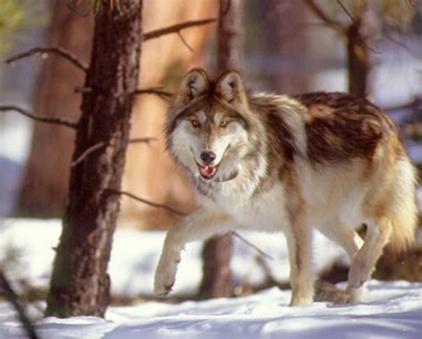 Court Mandates New Recovery Plan For Endangered Mexican Wolf
