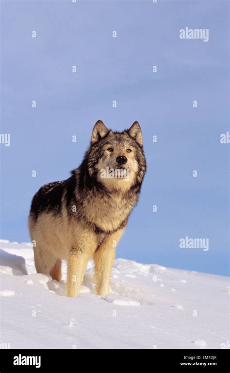 Alaska Gray Wolf Stalking Prey In Deep Winter Snow Stock Photo Alamy