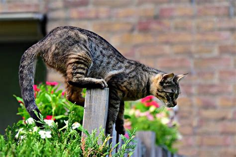 How Far Can Cats Fall Surviving Heights