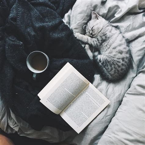 Pin By Eeliah On Cozy Home Cats Cat Books Cat Aesthetic