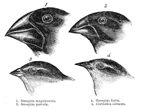 Mostly Open Ocean Selection On Beak Size In Birds