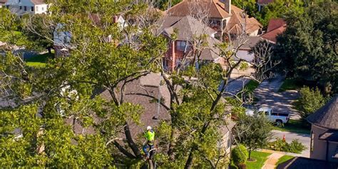 How To Save A Stressed Tree 5 Tips From Tree Care Experts