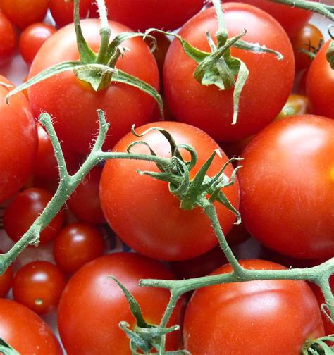 Diese matratzen erzielten sowohl bei den unschädlichen eigenschaften als auch bei weiteren mängeln ein „sehr gut. Ökotest: Die Bio-Tomaten aller führenden Handelsketten ...