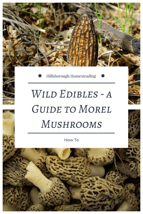 Wild Edibles Morel Mushrooms And How To Find Them