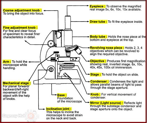 Parts Of A Compound Microscope With Diagram And Functions The Best My XXX Hot Girl